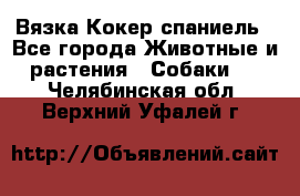 Вязка Кокер спаниель - Все города Животные и растения » Собаки   . Челябинская обл.,Верхний Уфалей г.